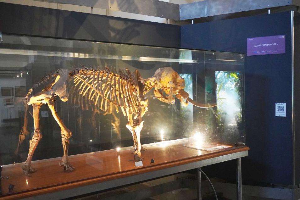 Scheletro dell'elefante nano